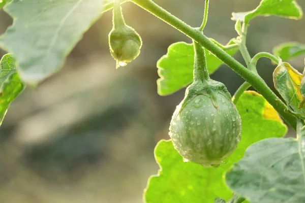 Grön Thailändsk Aubergine Trädgården Närbilder Begreppet Konsumtion Ekologiska Grönsaker Viktiga — Stockfoto