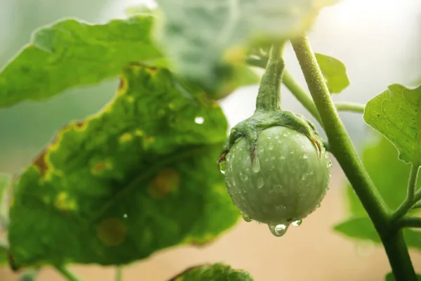 Grön Thailändsk Aubergine Trädgården Närbilder Begreppet Konsumtion Ekologiska Grönsaker Viktiga — Stockfoto