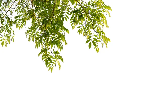 Hojas Verdes Aisladas Con Caminos Recorte Sobre Fondo Blanco Plantillas — Foto de Stock