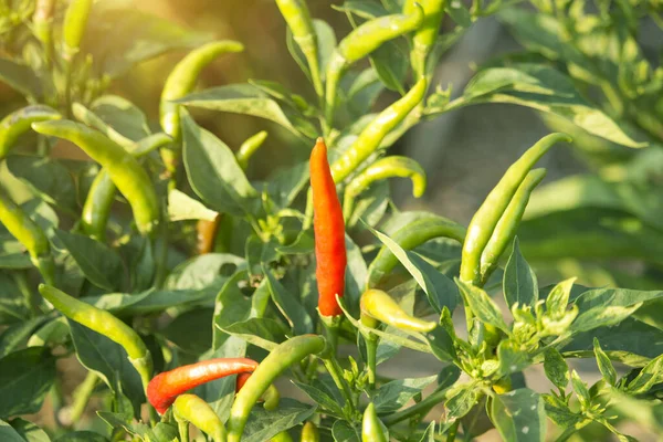 Red chilli peppers in the organic garden farm. Plants that are both food and herbs. Spices or essential ingredients in Thai cooking that are spicy.