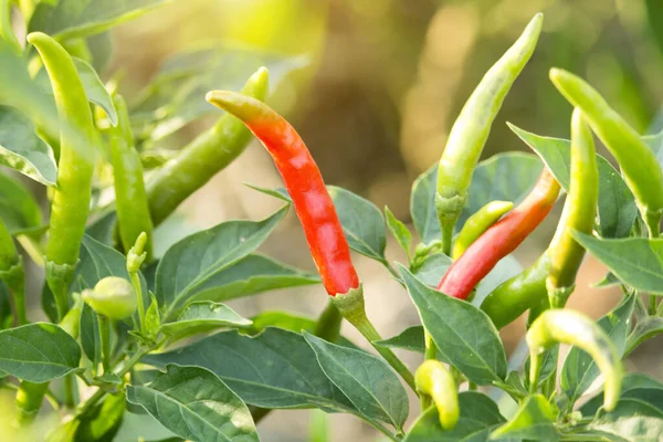 Chiles Rojos Granja Huertos Orgánicos Plantas Que Son Tanto Alimentos — Foto de Stock