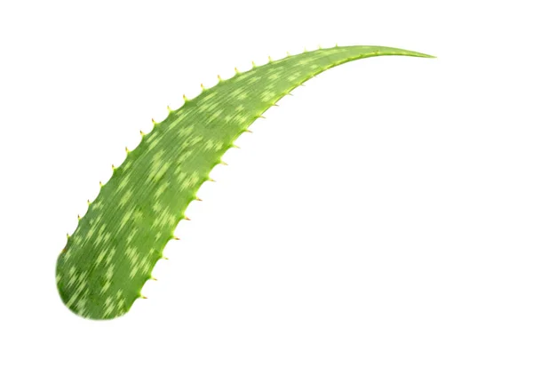 Aloe Vera Blätter Isoliert Auf Weißem Hintergrund Mit Schnittpfaden Für — Stockfoto