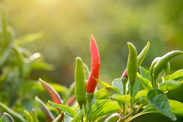 Chiles Rojos Granja Huertos Orgánicos Plantas Que Son Tanto Alimentos — Foto de Stock