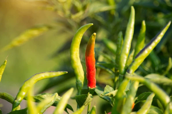 Chiles Rojos Granja Huertos Orgánicos Plantas Que Son Tanto Alimentos — Foto de Stock