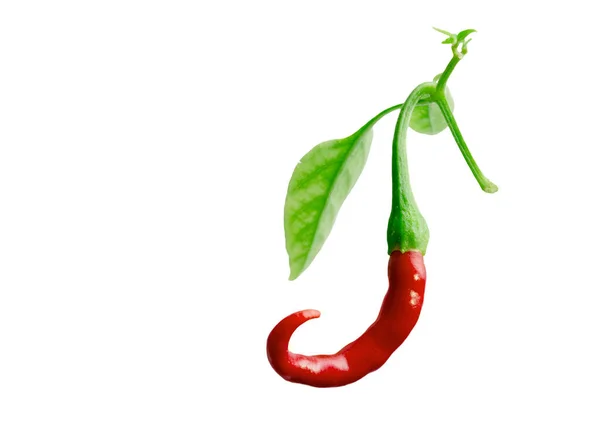 红色的辣椒 分枝隔离在白色的背景与截断路径的图形设计 既是食物又是草药的植物 泰国烹调中辛辣的香料或基本配料 — 图库照片