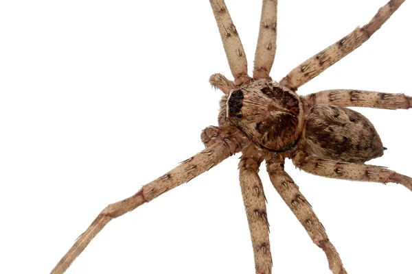 Acercamiento Araña Lobo Asiático Aislado Sobre Fondo Blanco Para Diseño —  Fotos de Stock