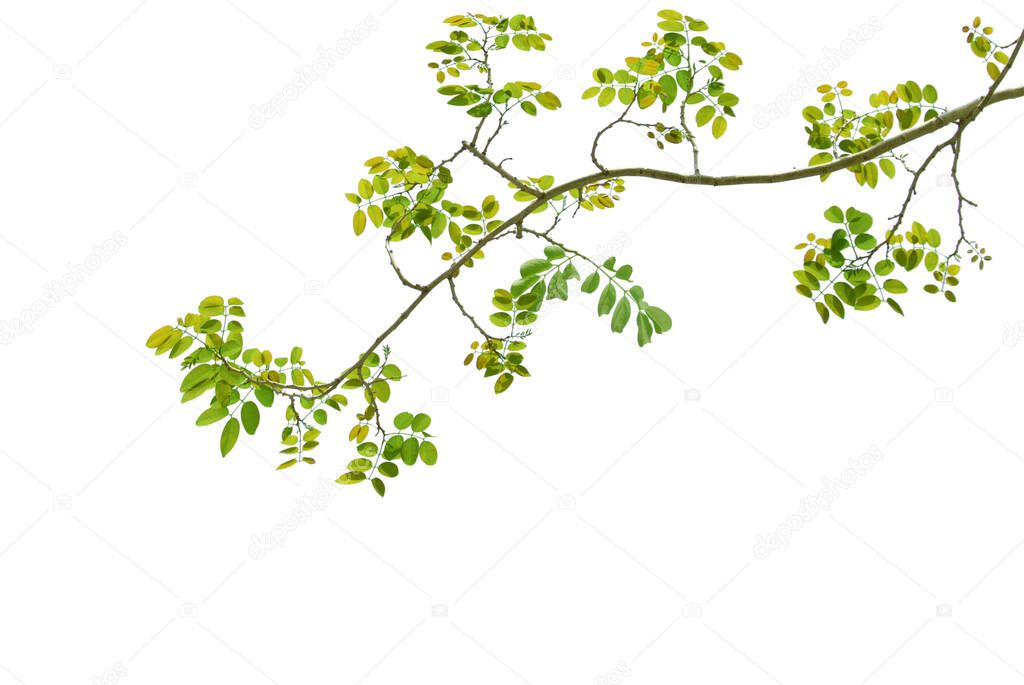 Green leaves and branches isolated with clipping paths on a white background. Natural templates in spring for printing or graphic design.