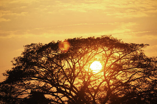 Sunset with the silhouette of the trees. Tropical forest landscape in the summer evening. Colorful sky backgrounds for graphic design or wallpaper design in vintage style