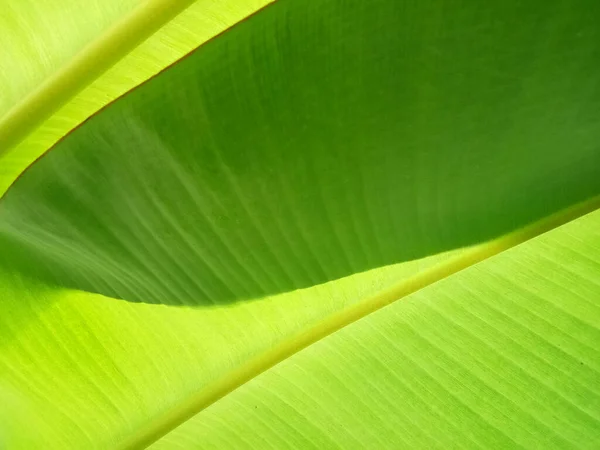 Fondo Textura Hoja Plátano Estilo Verde Naturaleza Para Diseño Gráfico — Foto de Stock