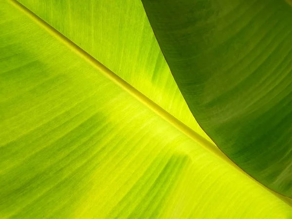 Fondo Textura Hoja Plátano Estilo Verde Naturaleza Para Diseño Gráfico — Foto de Stock