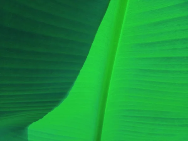 Bananenblad Textuur Achtergrond Groene Stijl Van Natuur Voor Grafisch Ontwerp — Stockfoto