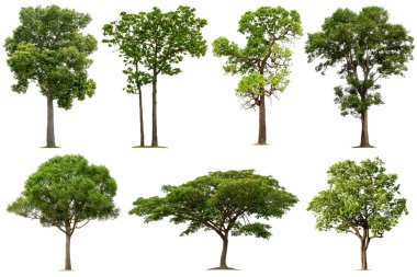 Grafik tasarımı veya bahçe işleri için beyaz arka planda tropikal ormanda ağaç koleksiyonu