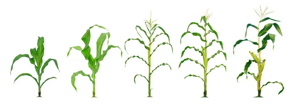 Maïs Plant Groeien Geïsoleerd Witte Achtergrond Voor Tuin Ontwerp Ontwikkeling — Stockfoto