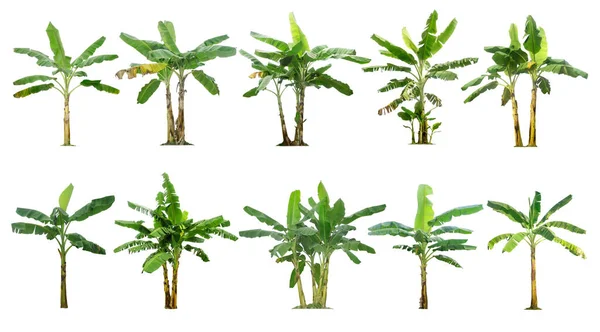 Bananenbäume Collection Baum Isoliert Auf Weißem Hintergrund Für Gartengestaltung Interessante — Stockfoto