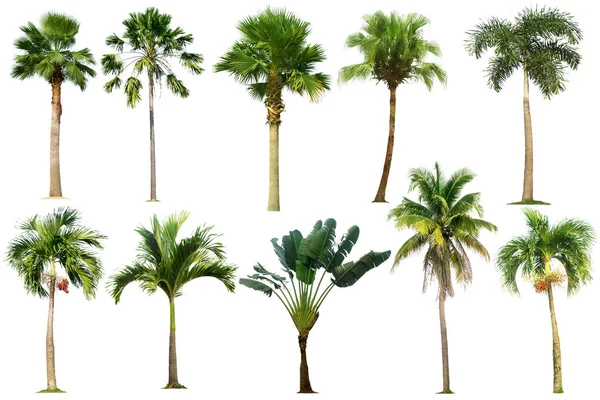 Baumkollektion Palme Isoliert Auf Weißem Hintergrund Für Gartengestaltung Tropisch — Stockfoto