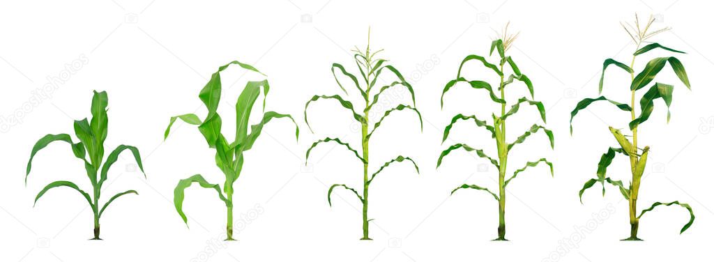 Corn plant  growing isolated on white background for garden design. The development of young plants, from sequence to tree, ready to be harvested. Agriculture for the food industry