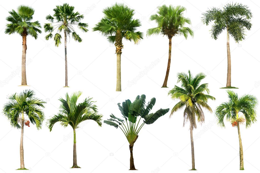 Tree collection,Palm tree isolated on white background for garden design.Tropical