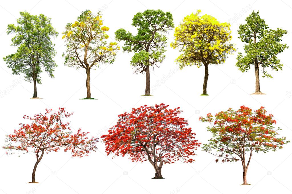 Tree collection on a white background for graphic design or gardening work.Plants with beautiful red and yellow flowers found in tropical rainforests.