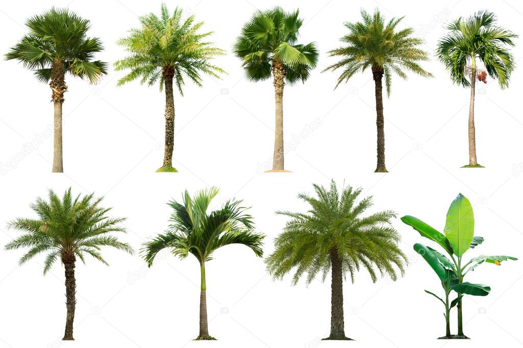 Tree collection,Palm tree isolated on white background for garden design.Tropical plant popularly used to decorate the garden outside the building. 
