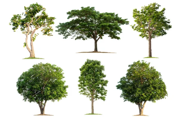 Grafik tasarımı ya da bahçe işleri için beyaz arka planda ağaç koleksiyonu. Tropikal yağmur ormanlarında bulunan güzel bitkiler.
