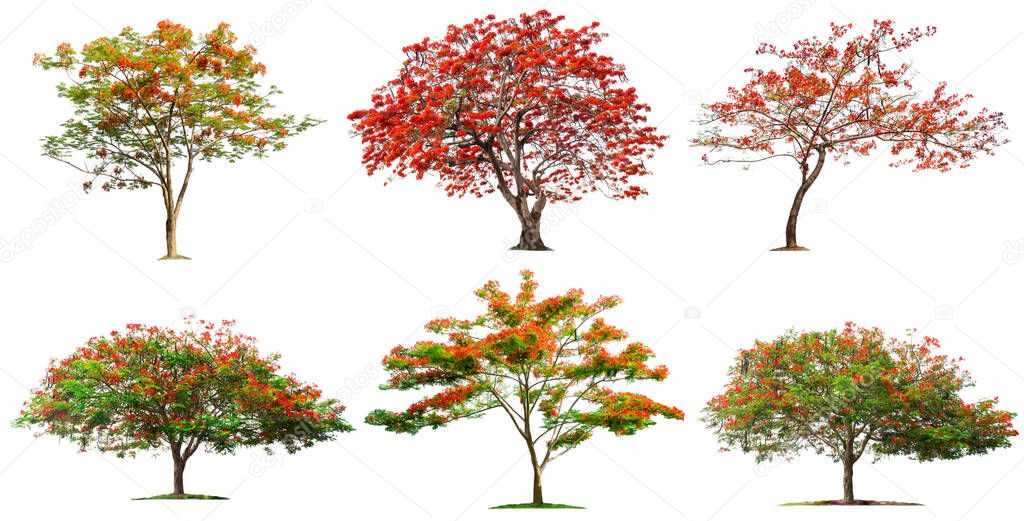 Tree collection isolated on white background.Flame tree or Royal Poinciana tree with clipping paths for garden design.Tropical species found in Asia.The plants are blooming with beautiful red flowers.