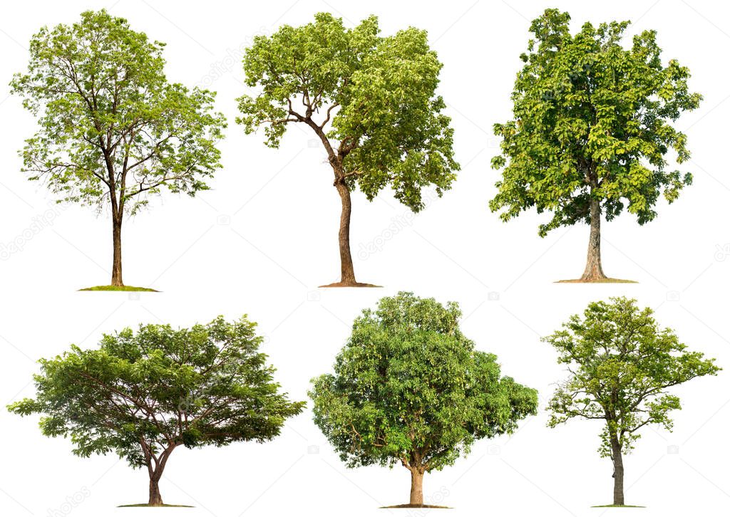 Tree collection on a white background for graphic design or gardening work.Beautiful plants found in tropical rainforests.