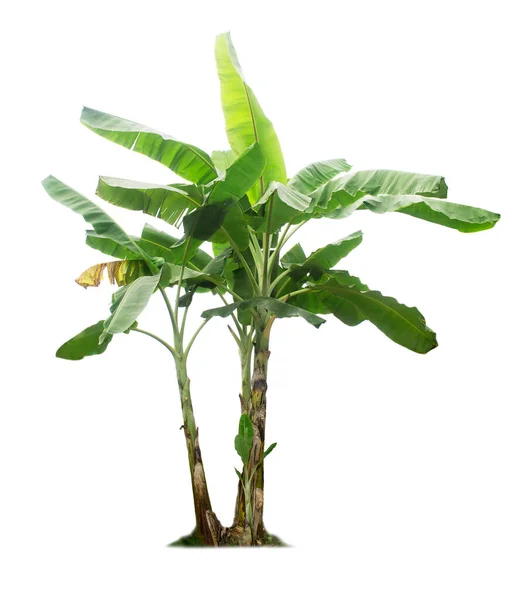 Drzewo Bananowe Izolowane Białym Tle Ścieżkami Wycinania Projektowania Ogrodu Rośliny — Zdjęcie stockowe