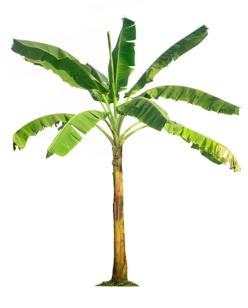 Bananenbaum Isoliert Auf Weißem Hintergrund Mit Schneidewegen Für Gartengestaltung Wirtschaftliche — Stockfoto