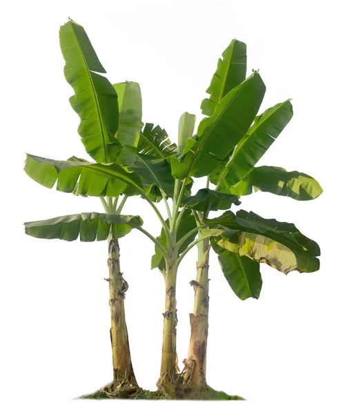 ガーデンデザインのためのクリッピングパスを持つ白い背景に隔離されたバナナの木 熱帯諸国の経済作物が人気を集めている — ストック写真