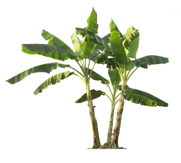 Banana tree isolated with clipping paths for garden design.Economic crops of tropical countries are gaining popularity.The fruit that people around the world love to eat.
