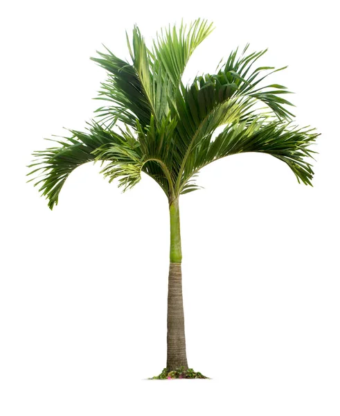 Palme Isoliert Auf Weißem Hintergrund Mit Schneidewegen Für Gartengestaltung Tropische — Stockfoto