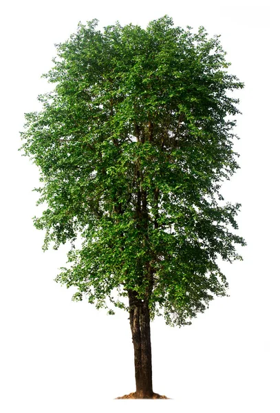 Baum Isoliert Auf Weißem Hintergrund Mit Schnittpfaden Für Gartengestaltung Tropische — Stockfoto