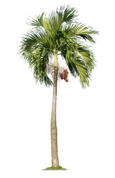 Palme Isoliert Auf Weißem Hintergrund Mit Schneidewegen Für Gartengestaltung Tropische — Stockfoto