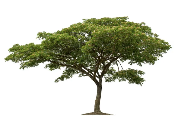 Drzewo Odizolowane Białym Tle Ścieżkami Wycinania Projektowania Ogrodu Gatunki Tropikalne — Zdjęcie stockowe