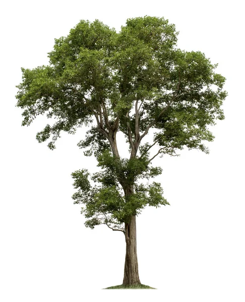 Bahçe tasarımları için kırpma yolları olan beyaz arkaplanda izole edilmiş ağaç. Asya 'da tropikal türler bulundu..