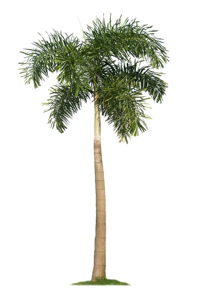 棕榈树 在白色背景上隔离 为花园设计剪开小径 热带树常用来装饰建筑物外的花园 — 图库照片