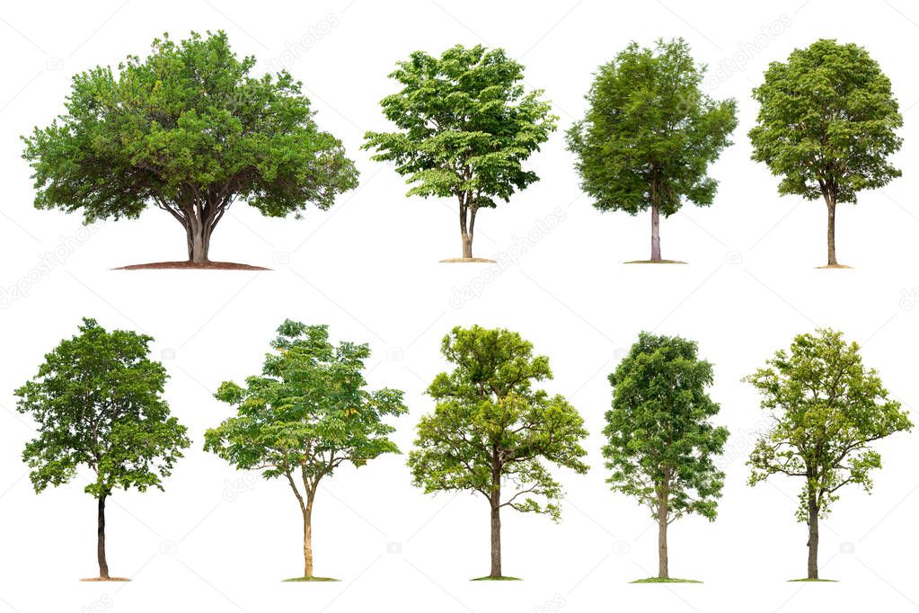 Tree collection on a white background for graphic design or gardening work. Beautiful plants found in tropical rainforests.
