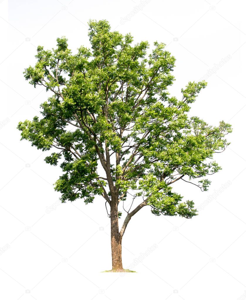 Big tree isolated on white background with clipping paths for garden design.Tropical species found in Asia.