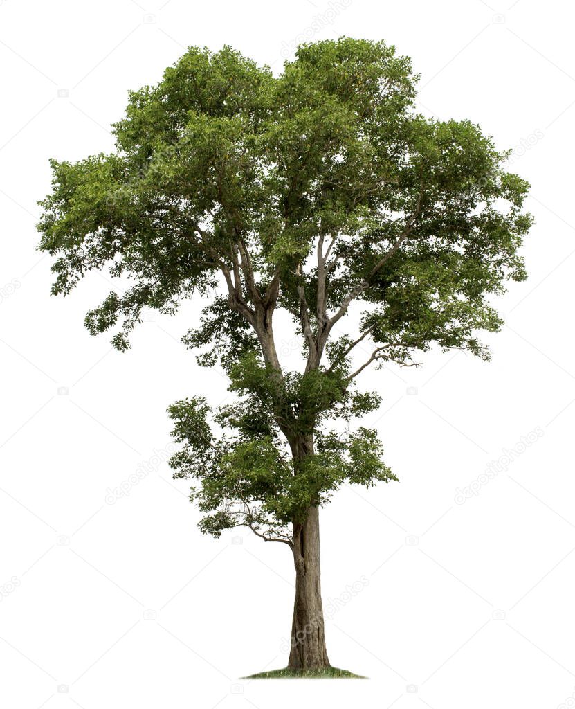 Tree isolated on white background with clipping paths for garden design.Tropical species found in Asia.