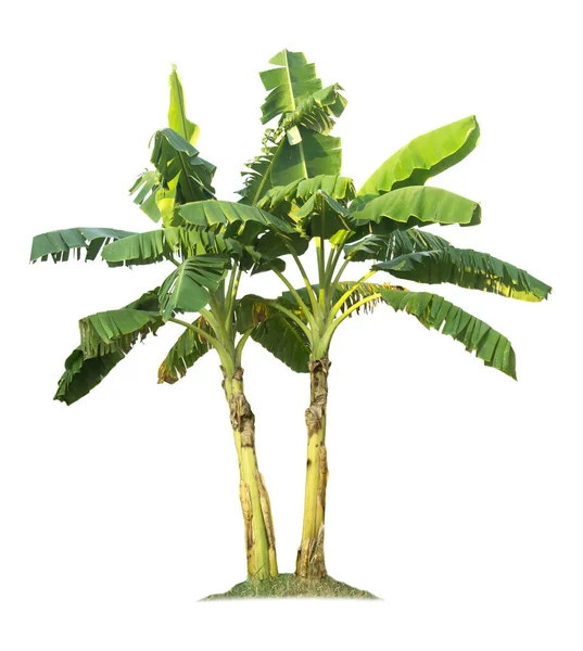 Бананове Дерево Ізольовано Білому Тлі Відсічними Контурами Дизайну Саду Тропічні — стокове фото