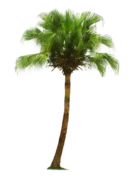 Palm Träd Isolerad Vit Bakgrund Med Klippning Vägar För Trädgårdsdesign — Stockfoto
