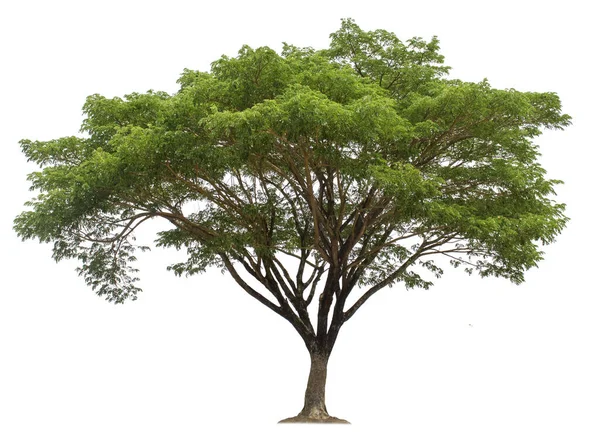 白を背景に 庭園設計のためのクリッピングパスを持つ大きな木 アジアで見つかった熱帯種 — ストック写真