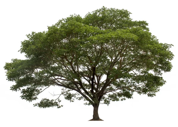 Duże Drzewo Odizolowane Białym Tle Ścieżkami Wycinania Projektowania Ogrodu Gatunki — Zdjęcie stockowe