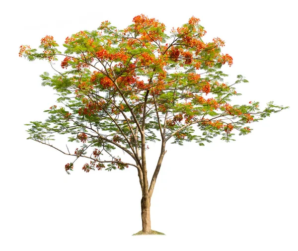 Albero Isolato Sfondo Bianco Albero Fiamma Royal Poinciana Con Percorsi — Foto Stock