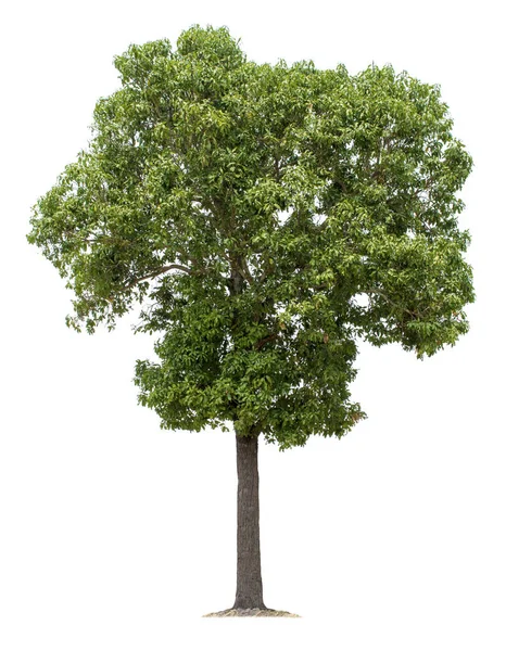 Duże Drzewo Odizolowane Białym Tle Ścieżkami Wycinania Projektowania Ogrodu Gatunki — Zdjęcie stockowe
