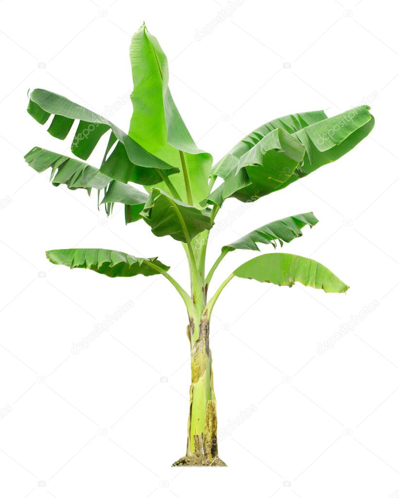 Banana tree isolated on white background with clipping paths for garden design. Tropical economic crops that are easy to grow, yield fast