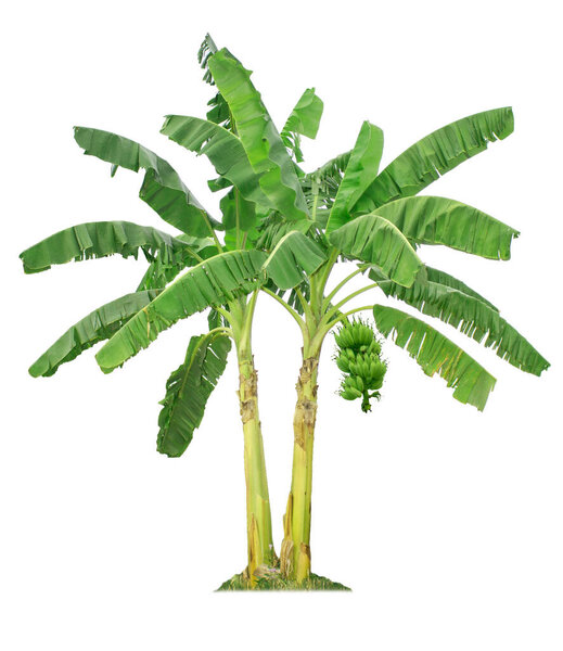 Banana tree isolated on white background with clipping paths for garden design. Tropical economic crops that are easy to grow, yield fast