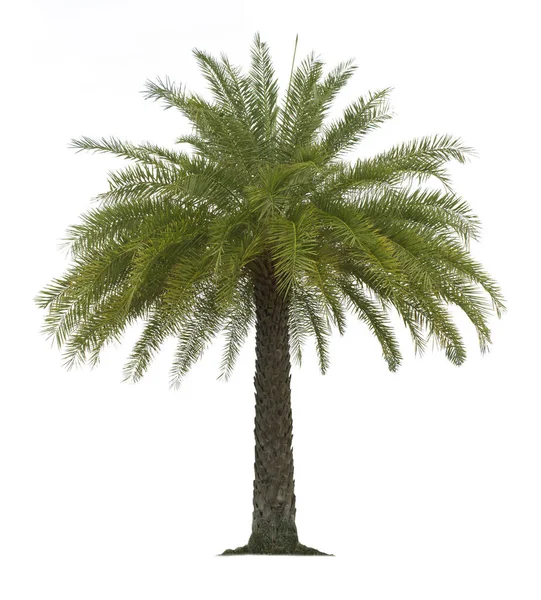 棕榈树 在白色背景上隔离 为花园设计剪开小径 热带树常用来装饰建筑物外的花园 — 图库照片