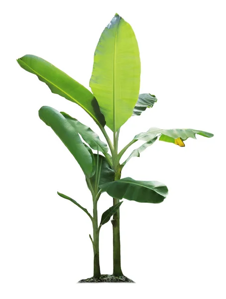 Banana Tree Isolated White Background Clipping Paths Garden Design Tropical — Stock Photo, Image
