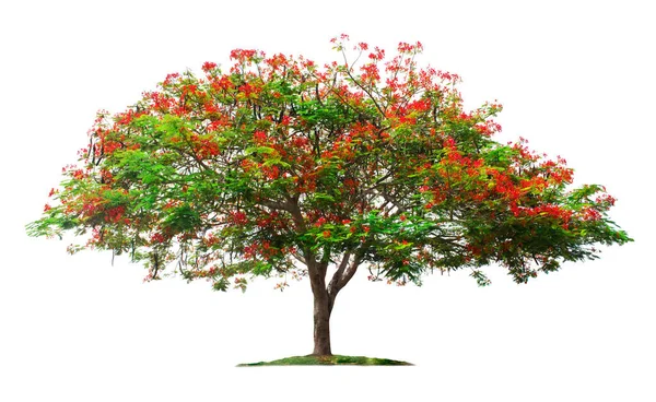 Beyaz arka planda izole edilmiş ağaç. Alev ağacı ya da bahçe tasarımı için kesme yolları olan Kraliyet Poinciana ağacı. Asya 'da tropikal türler bulundu..